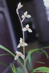 玉芙蓉,千年古韵，花中仙子传奇