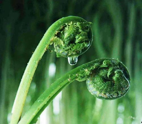 露珠日记 第一季